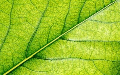 Cómo las certificaciones ecológicas pueden mejorar la reputación y rentabilidad de tu alojamiento turístico