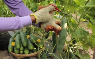 Consejos prácticos para disminuir la huella ambiental de tu negocio sin afectar tus ingresos